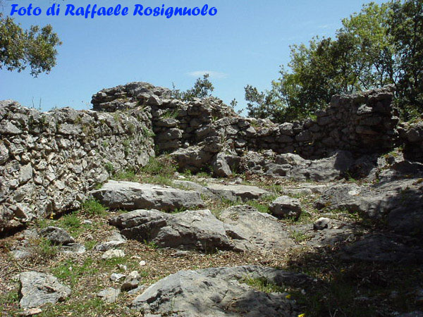 Artemisia (29)